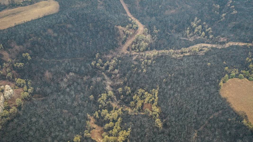 Sakarya'da başlayan yangın kontrolden çıktı: Bilecik'in ormanları siyaha büründü 15
